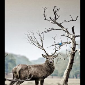 Wooden Photo Frame 12x18 Inch for Wildlife Art Display